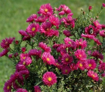 Астра новобельгийская Кримсон Брокад