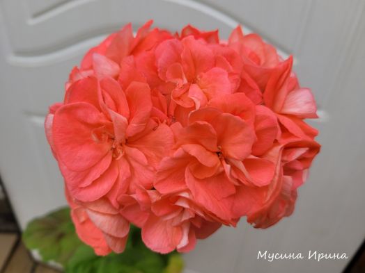 Шёлк Пески Времени