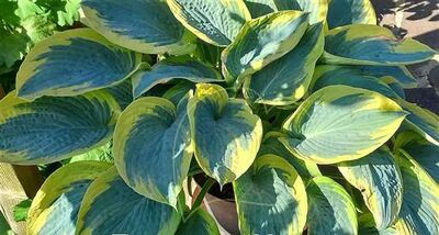 Хоста Флемиш Традишн