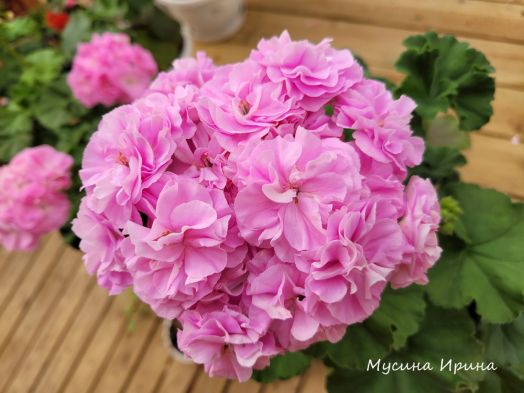 Шёлк Тридевятое Царство