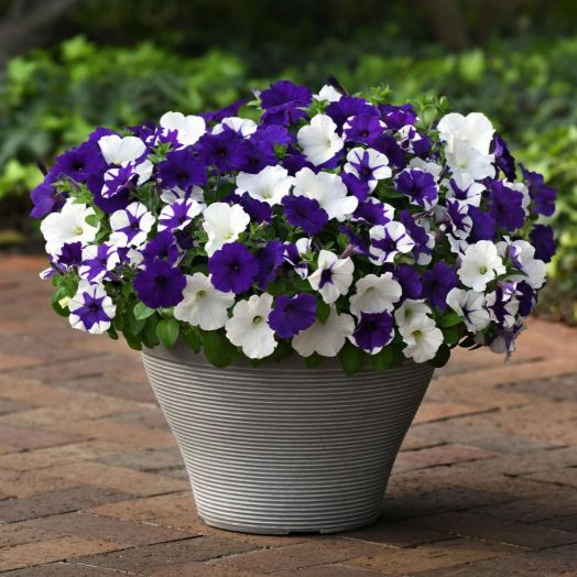 Петуния ампельная (Petunia trayling F1) E3 Easy Wave Deja Vu Mix, 50 драже