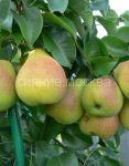 Grusha-Lada-podvoj-semennoj-grusha-lesnaya-1-sht-Poisk2