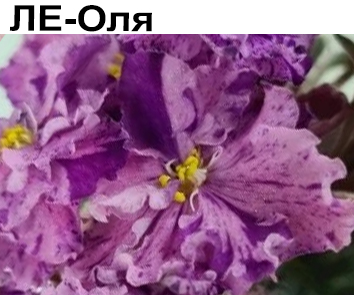 ЛЕ-Оля (Лебецкая)  НОВИНКА КАТАЛОГА