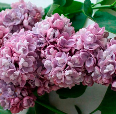 Сирень обыкновенная Катюша