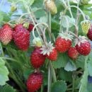 Земляника альпийская Барон Солемахер