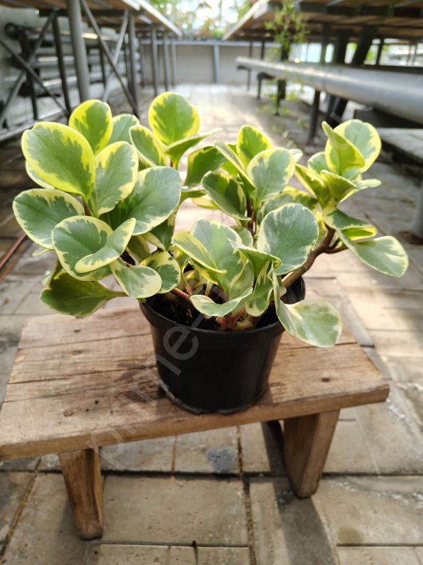 Пеперомия Обтипан Биколор