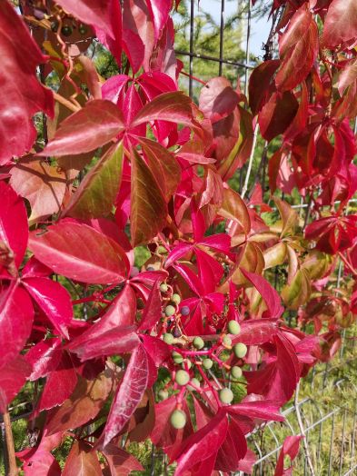 Виноград девичий пятилисточковый