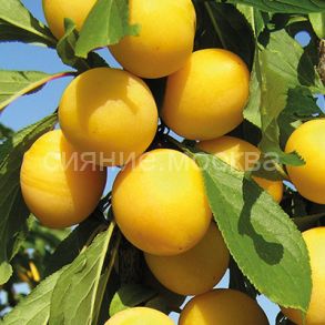 Слива русская (Алыча) Злато Скифов (подвой семенной, алыча), 1 шт (Поиск)