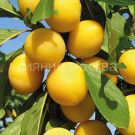 Sliva-russkaya-Alycha-Zlato-Skifov-podvoj-semennoj-alycha-1-sht-Poisk