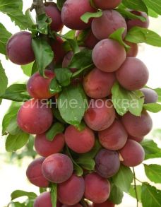 Слива русская (Алыча) Кубанская комета (подвой семенной, алыча), 1 шт (Поиск)