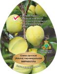 Слива русская (Алыча) пирамидальная Мирабелла (подвой семенной, алыча), 1 шт (Поиск)