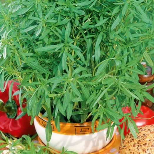 Чабер Ароматный, 1г семян