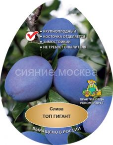 Слива Топ гигант (подвой семенной, алыча), 1 шт (Поиск)