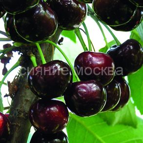 Черешня Ипуть (подвой семенной, вишня Магалебская), 1 шт (Поиск)