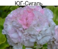 ЮГ-Сигаль
