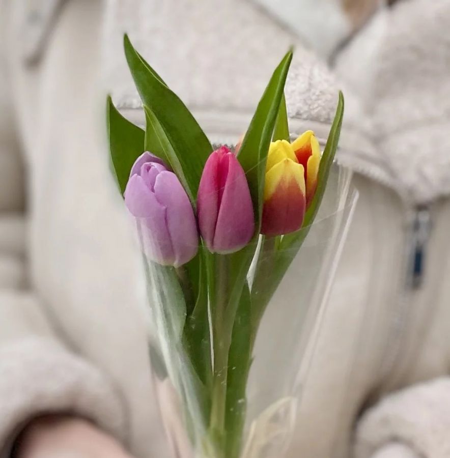 Букет из 3-х разноцветных тюльпанов в прозрачной пленке