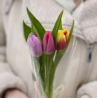 Букет из 3-х разноцветных тюльпанов в прозрачной пленке