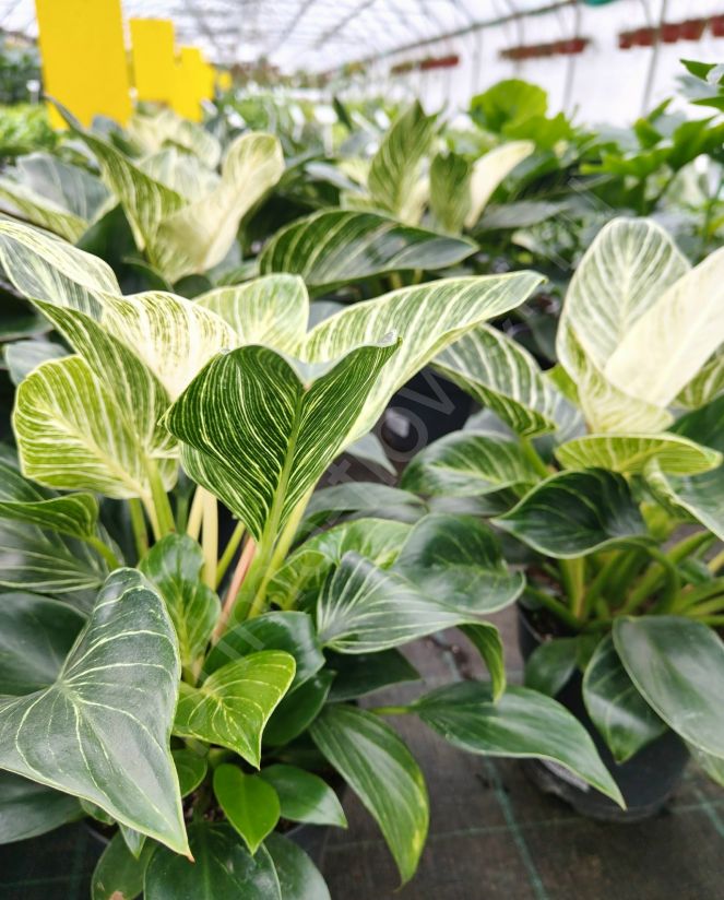 Филодендрон Биркин "Philodendron Birkin"