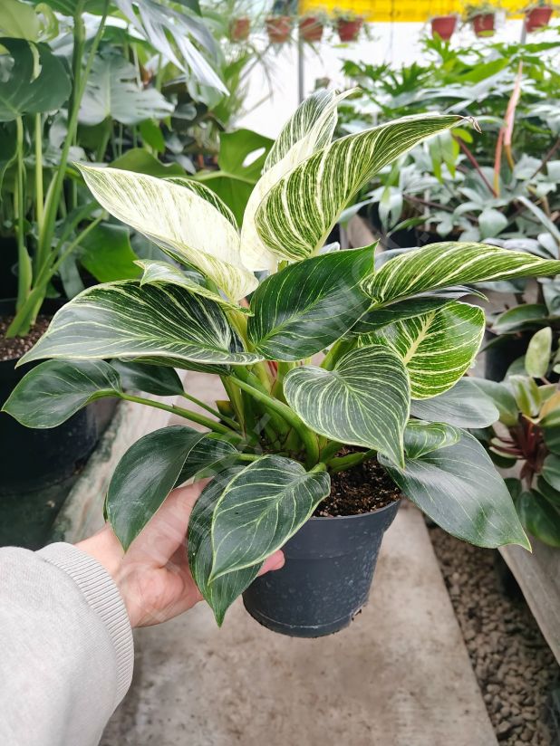 Филодендрон Биркин "Philodendron Birkin"