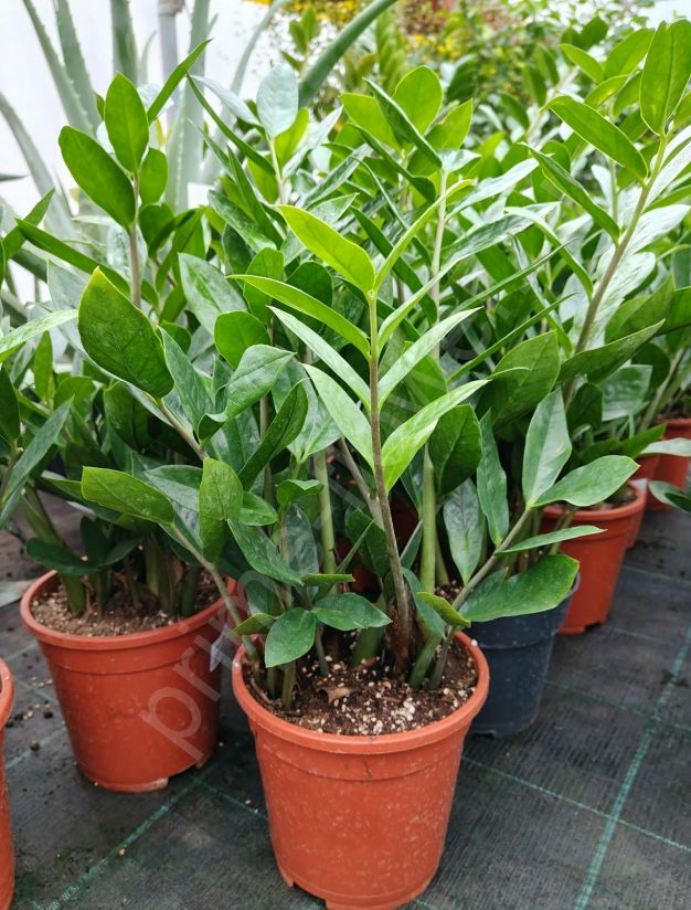 Замиокулькас "Долларовое дерево"