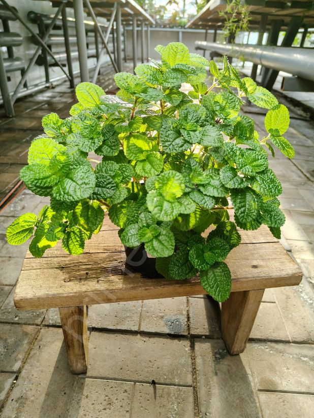 Пилея монетолистная