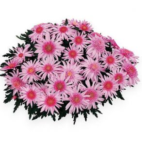 Хризантема мультифлора Flash Look Rythme - 12шт (миниопт)