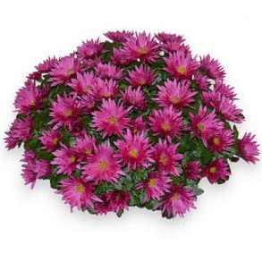 Хризантема мультифлора Flash Look Bluray - 12шт (миниопт)