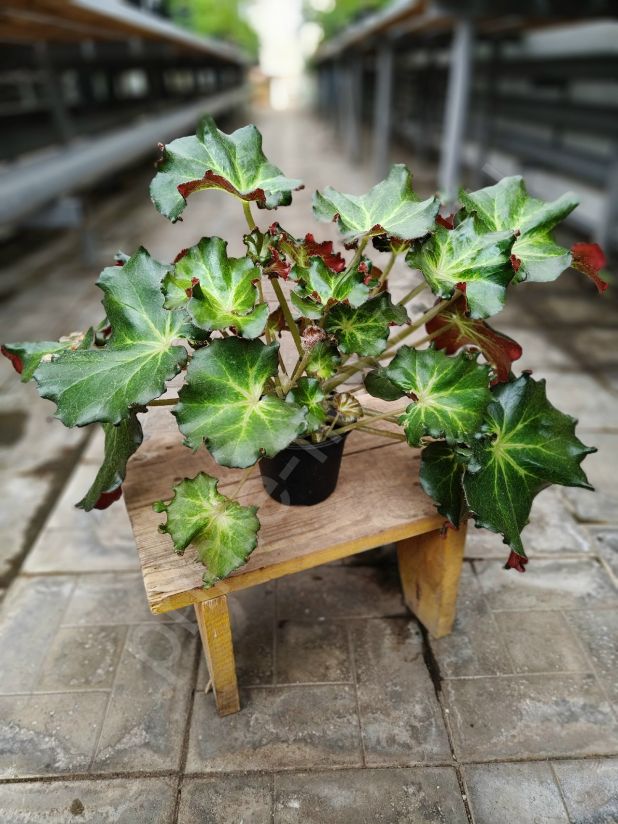 Бегония "Bunchii"