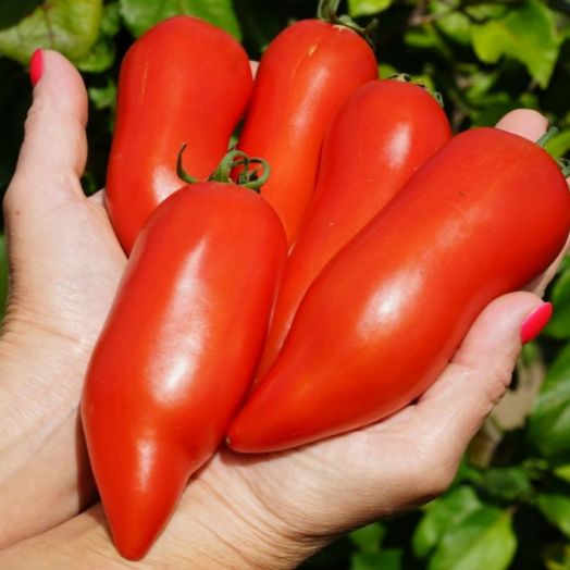 Томат индетерминантный Перцевидный, 50шт семян