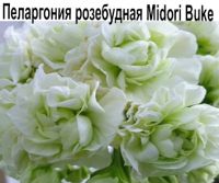 Midori Buke