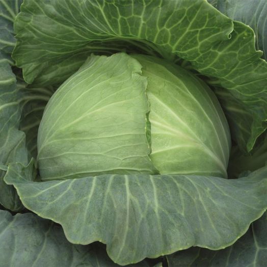 Капуста белокочанная Рамада F1, 100шт семян