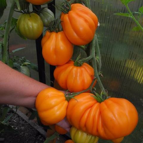 Томат индетерминантный ЖЁЛТЫЕ ТОРБОЧКИ, 5г семян