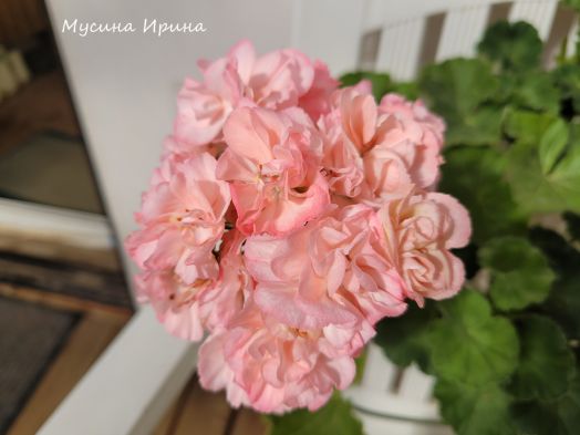 Шёлк Органза