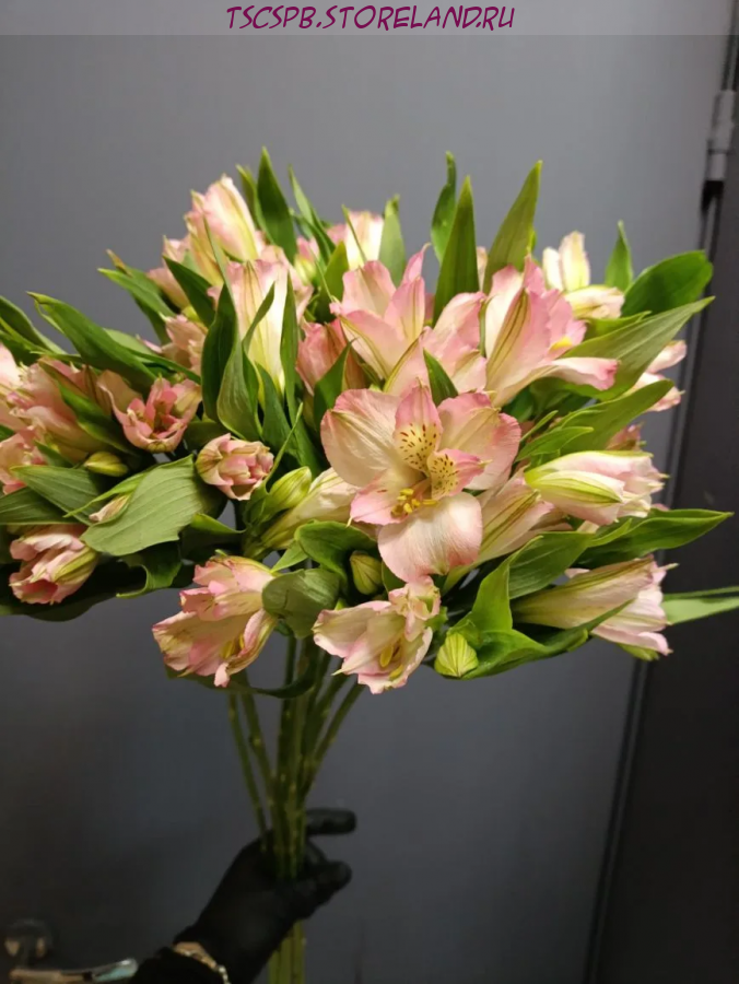 Альстромерия розовая