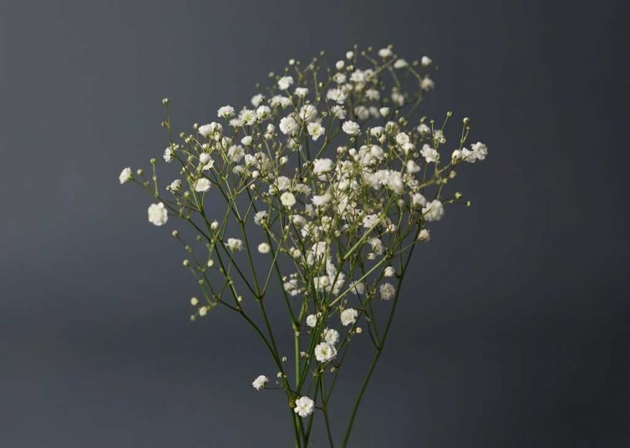 Гипсофила ветка