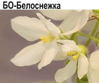 БО-Белоснежка (Б.Косцевьят)  НОВИНКА