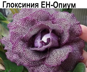 Глоксиния ЕН-Опиум