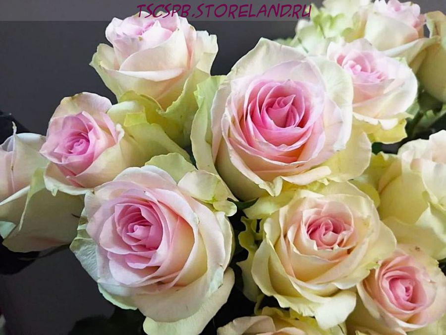 Роза Топ Гир