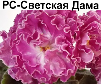 РС-Светская Дама (Репкина)