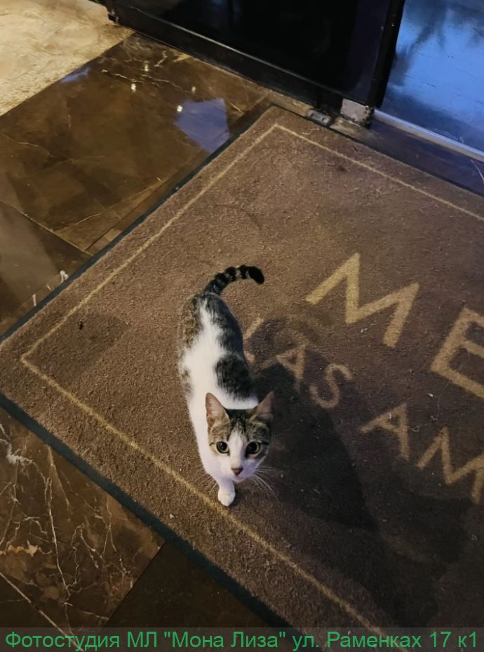 Отель, номер и территория отеля Лас Америкас