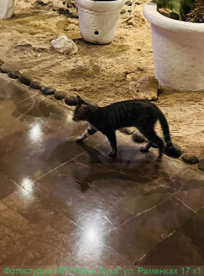 Отель, номер и территория отеля Лас Америкас