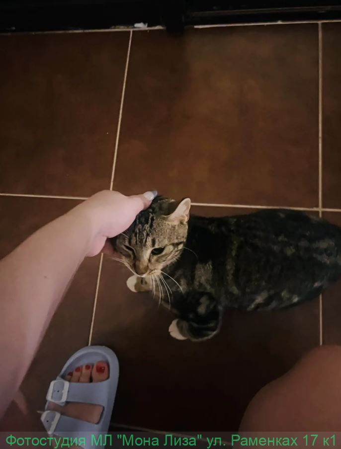 Отель, номер и территория отеля Лас Америкас