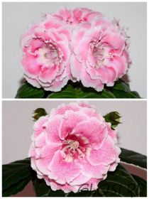 ЕН-Юная Кокетка/ЕН-Золотая Зарница