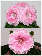 ЕН-Юная Кокетка/ЕН-Золотая Зарница