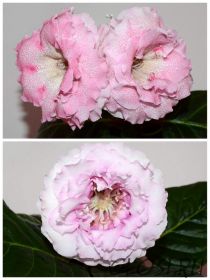 ЕН-Эхо Любви/ЕН-Искушение Нежностью