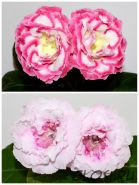 ЕН-Дорогуша/ЕН-Французский Зефир