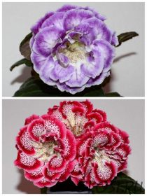 ЕН-На Гребне Волны/ЕН-Румяная Ягода