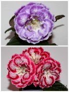 ЕН-На Гребне Волны/ЕН-Румяная Ягода