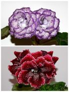 ЕН-Альфа Центавра/ЕН-Красный Кардинал