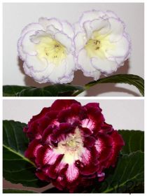 ЕН-Солнце Внутри/ЕН-Колье Императрицы